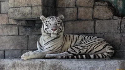 Белый тигр - впечатляющие фоновые изображения для Android