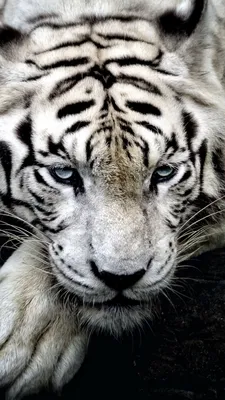 Обои с белым тигром в формате png