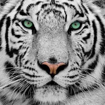 Уникальные фоновые изображения с белым тигром