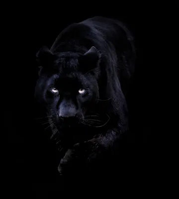 3860x4290 Лучшие обои с изображением животных «Черная пантера» для iPhone, Дизайн — Аниме ... | Черная пантера, Ягуар, Черный ягуар