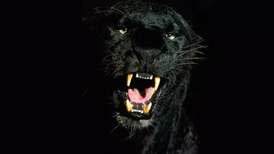 Черная пантера Обои — EnJpg