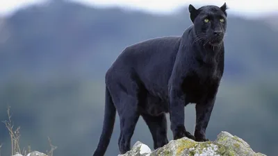 Премиум Фото | Черная пантера на черном фоне с генеративным ИИ