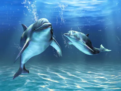 Обои с дельфинами для телефона в формате jpg