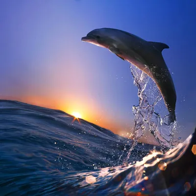 Фото дельфинов для скачивания на телефон