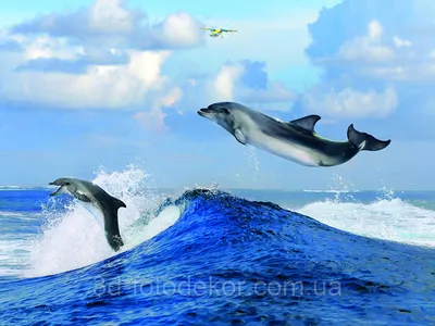 Скачать обои с дельфинами в формате png