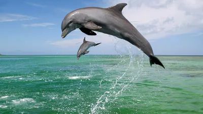 Обои с изображением дельфинов