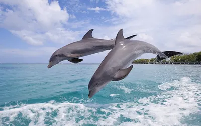 Фото дельфинов для украшения экрана телефона