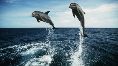 Обои с дельфинами в высоком качестве