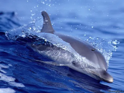 Фоновые изображения с дельфинами на рабочий стол