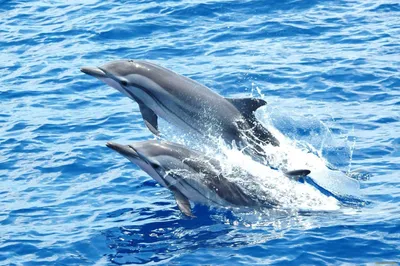 Обои на телефон с изображением дельфинов в формате jpg