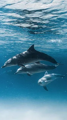 Дельфины на обоях для iPhone