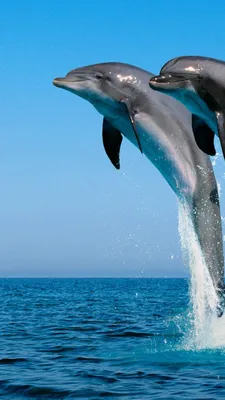 Скачать обои с изображением дельфинов бесплатно