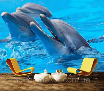 Скачать бесплатно обои с изображением дельфинов