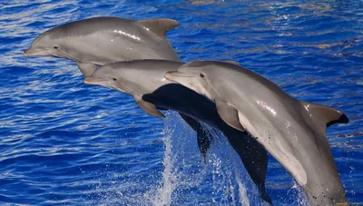 Обои с дельфинами высокого разрешения