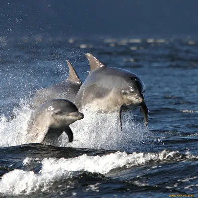 Дельфины на обоях для смартфона в формате webp