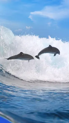 Обои на телефон с изображением дельфинов для iPhone
