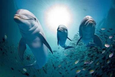 Дельфины на обоях в формате jpg для Android