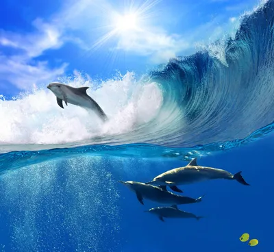 Скачать бесплатно обои с дельфинами
