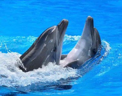 Дельфины на обоях для смартфона в формате png для iPhone