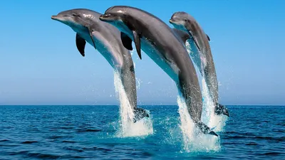 Фон с дельфинами для рабочего стола
