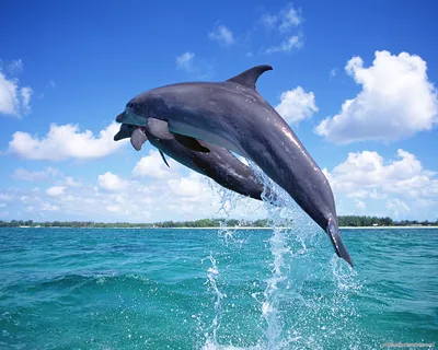 Фото дельфинов на рабочий стол