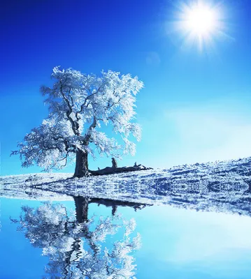 Деревья зима: Фото обои для телефона