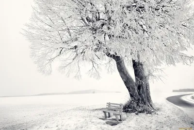 Деревья зимнего леса: Скачать бесплатные обои в формате JPG