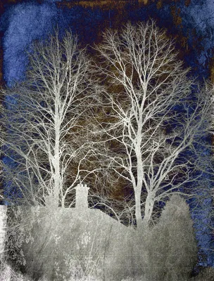 Обои Деревья зима на рабочий стол в высоком разрешении