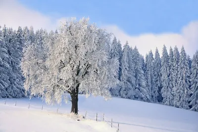 Обои Деревья зима: Варианты для скачивания в PNG