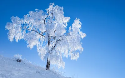 Зимний фон на телефон: Обои Деревья зима