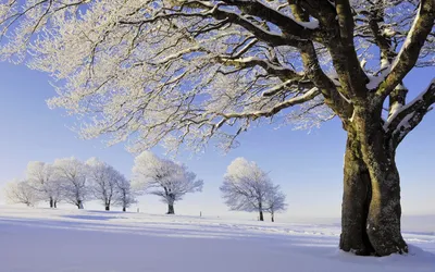 Фото Деревья зима для рабочего стола в разных размерах