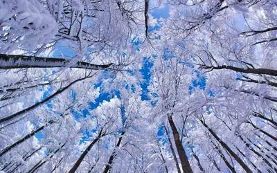 Зимний лес в формате JPG: Обои для различных устройств