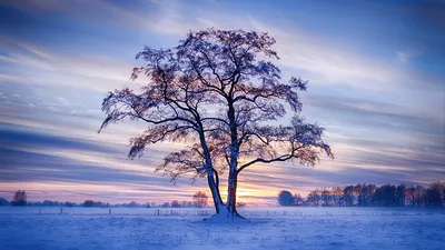 Обои Деревья зима в хорошем качестве: Скачать бесплатно