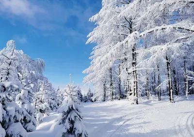 Обои Деревья зима на телефон в высоком разрешении