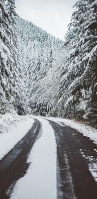 Фото Деревья зима в формате WebP: Скачать бесплатно