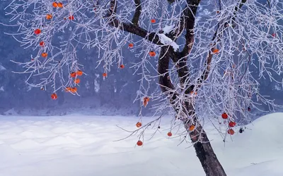 Обои Деревья зима на телефон: Скачать бесплатно