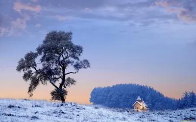 Деревья в снегу: Фото обои для Windows и Android