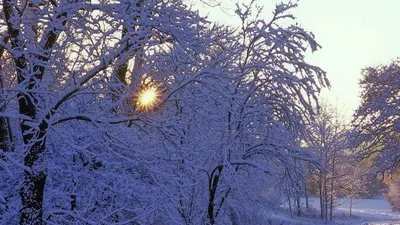 Зимний фон в формате JPG: Обои Деревья зима