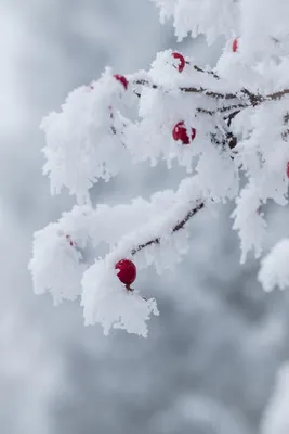 Обои Деревья зима в хорошем качестве для iPhone и Android