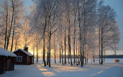 Зимняя красота: Скачать бесплатные обои Деревья зима