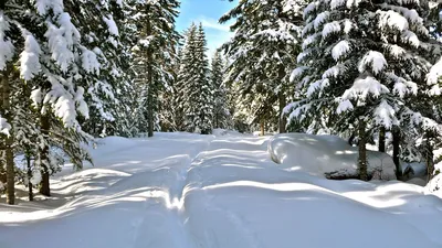 Зимний лес: Фото обои для разных размеров экранов