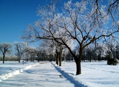 Обои Деревья зима в форматах JPG, PNG, WebP