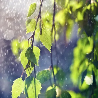 Фото дождевой погоды для обоев на iPhone