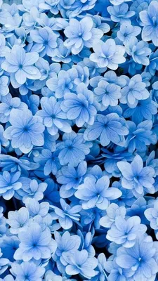 Голубые цветочки обои