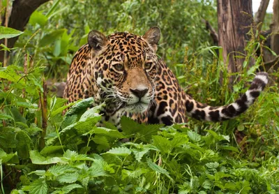 Ягуар: красота дикой природы на вашем экране