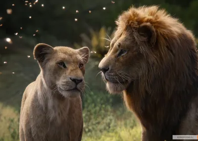 Скачать бесплатно обои с изображением Короля Льва в формате webp