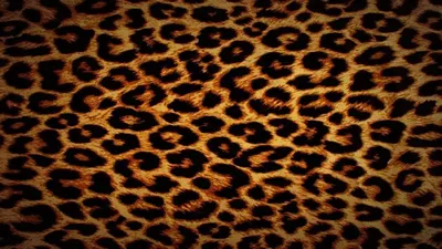 Обои с изображением леопардов - веб формат для iPhone