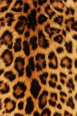 Фото леопардовых обоев на рабочий стол - jpg формат