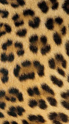 Обои с изображением леопардов - веб формат
