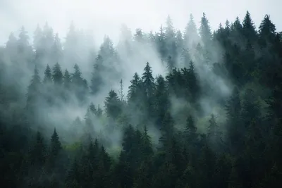Лес туман обои